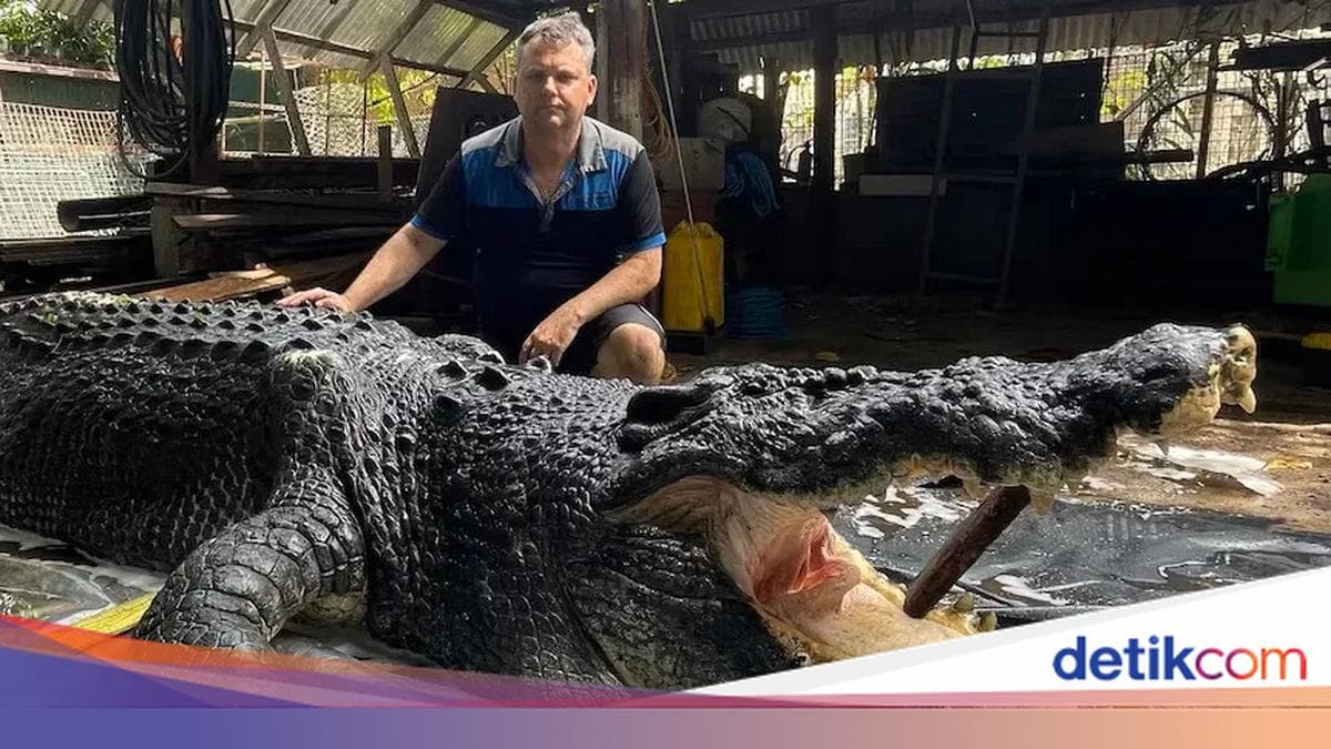 Misteri Kematian Cassius: Hikmah dari Buaya Raksasa Berusia 120 Tahun