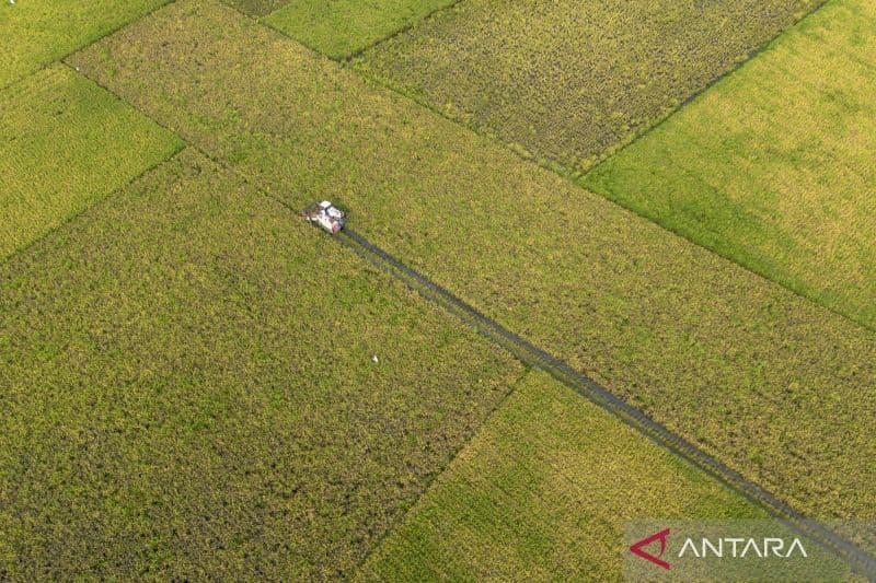 Swasembada Beras 2025: Berkah Allah dan Kerja Keras Petani