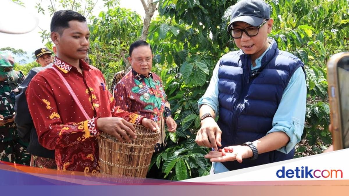 Pupuk Hayati dari Limbah Lokal, Gubernur Lampung Buktikan Kopi Bisa Lebih Cepat Berbuah