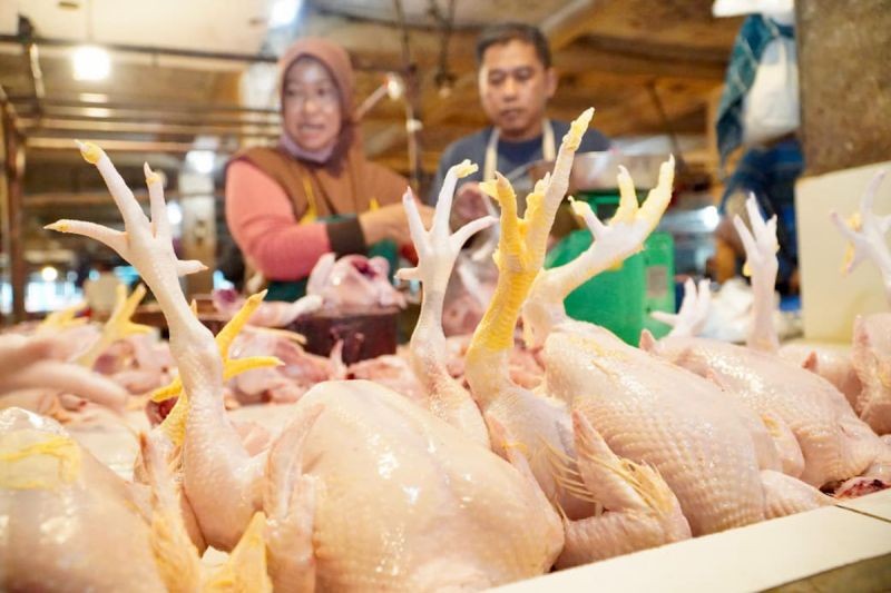 Subsidi Angkut Daging Ayam, Bapanas Jaga Harga Tetap Wajar
